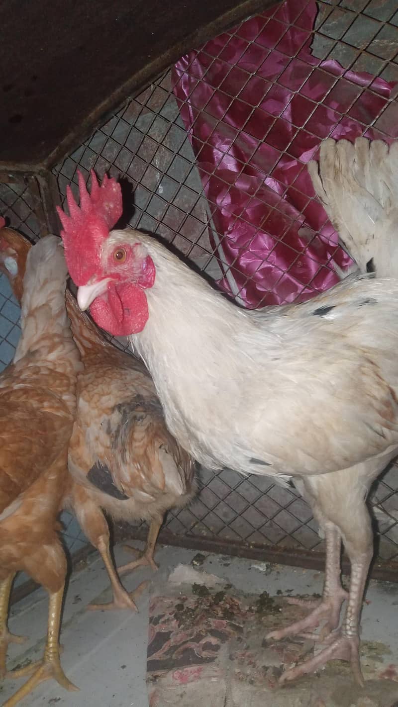 3Hens 1