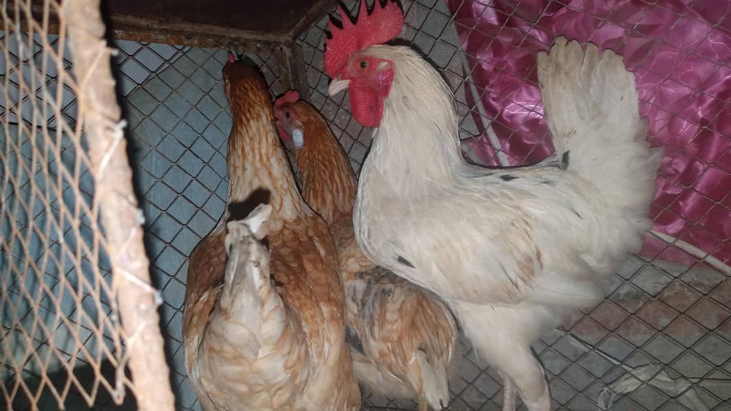 3Hens 2