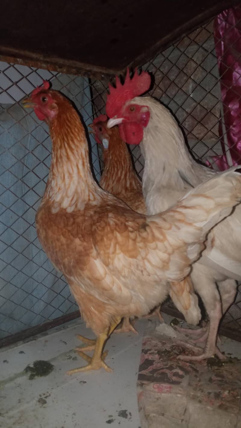 3Hens 3