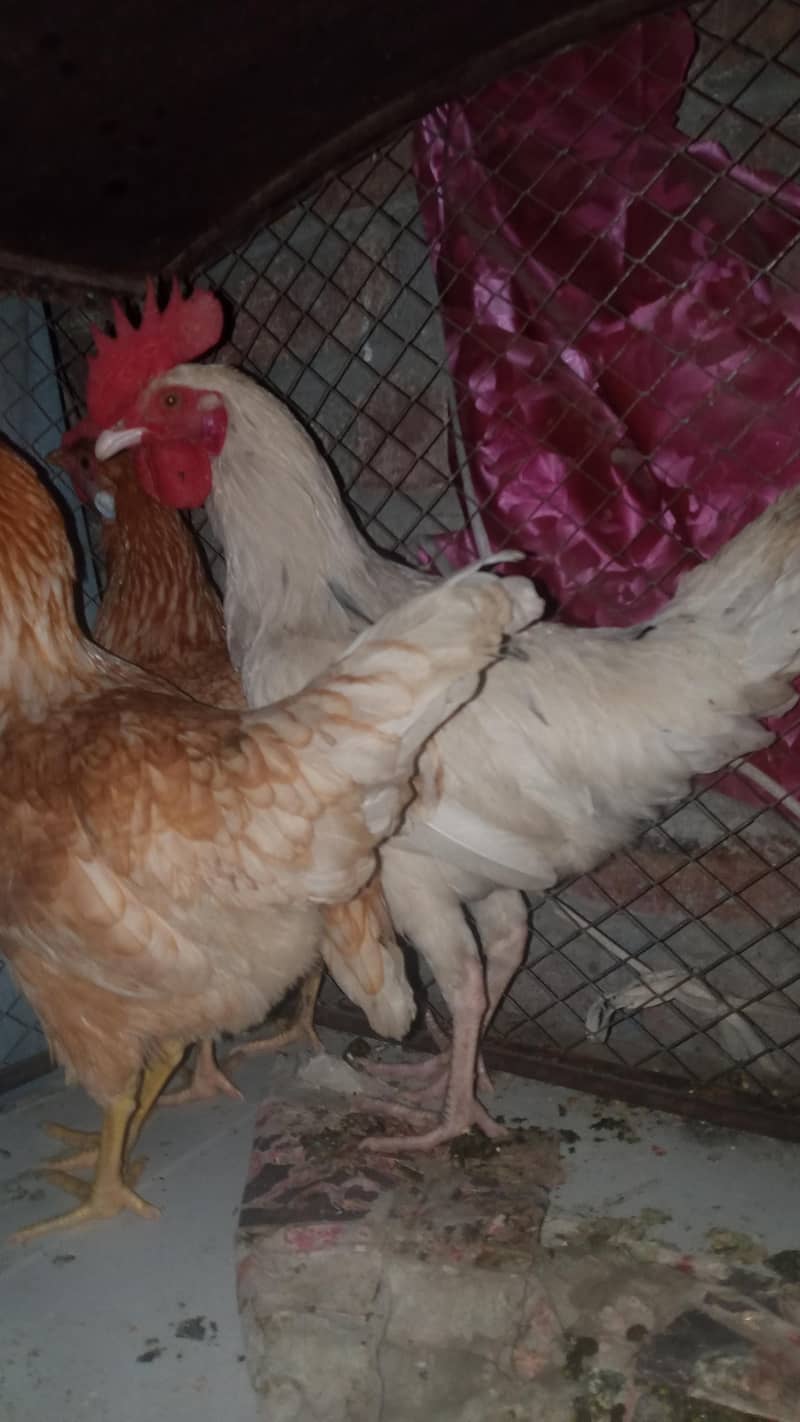 3Hens 4