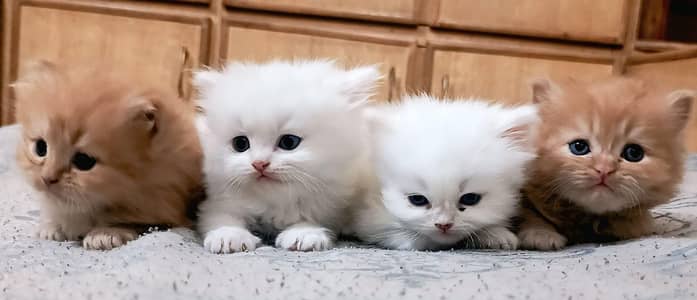 Persian Kittens