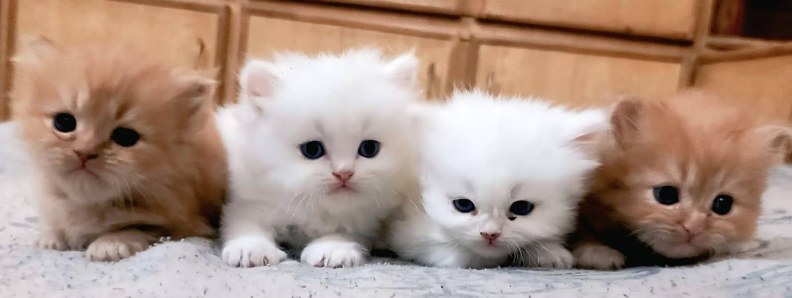 Persian Kittens 1