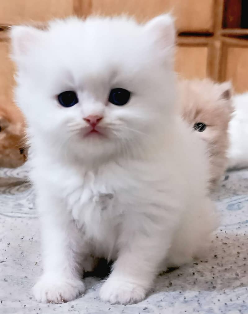 Persian Kittens 2