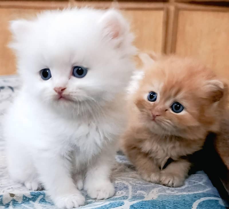 Persian Kittens 3