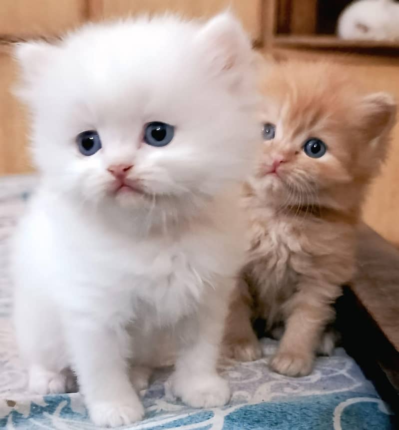 Persian Kittens 4