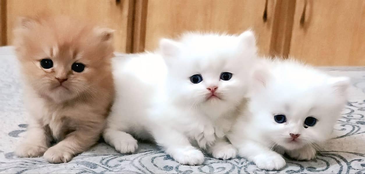 Persian Kittens 5