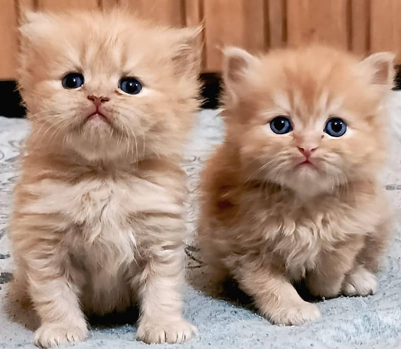 Persian Kittens 6