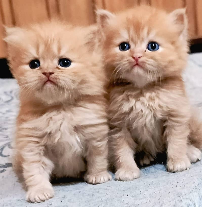 Persian Kittens 7