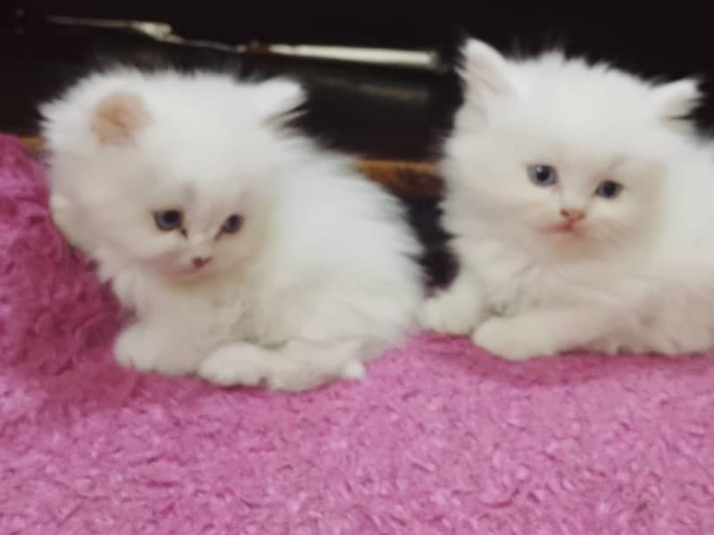 Persian Kittens 8