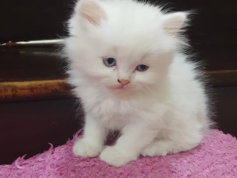 Persian Kittens 9