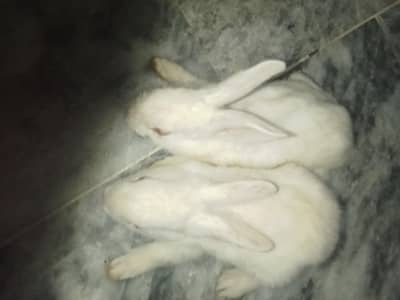 rabbit  kids