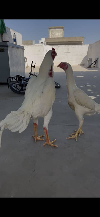 Pure German Shamo pair for sale