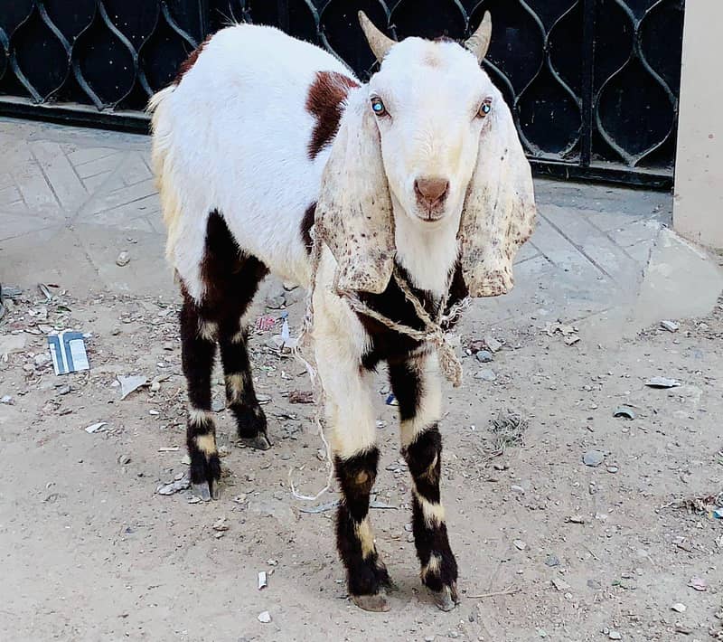 2dant bakra 0