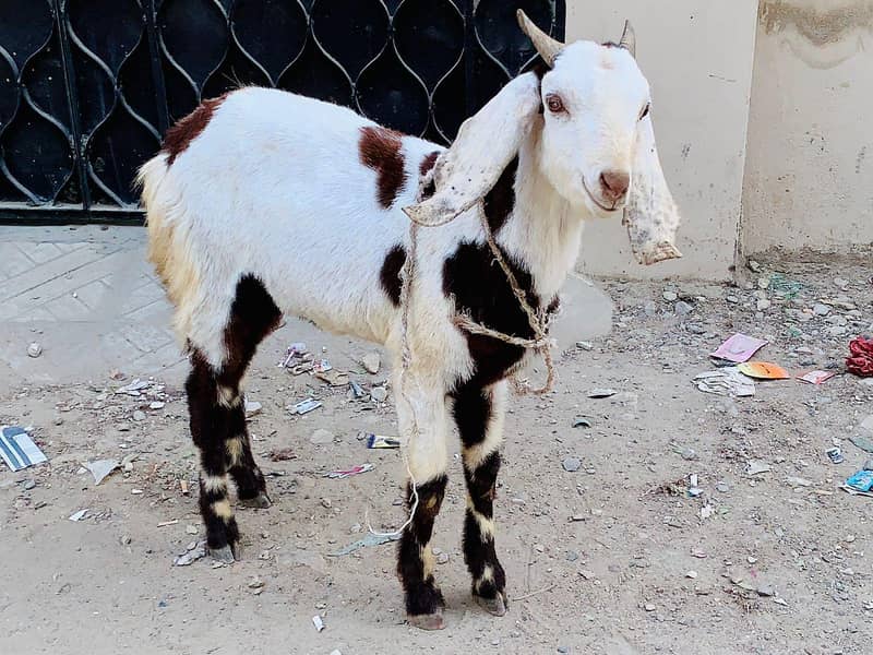 2dant bakra 1