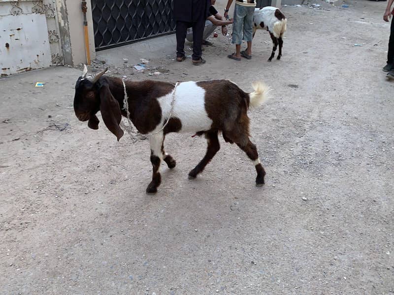 2dant bakra 2