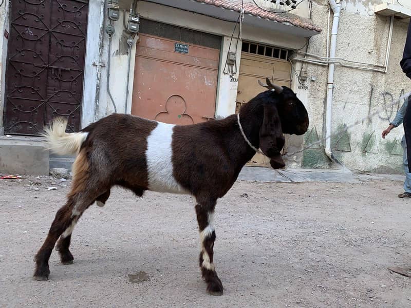 2dant bakra 3