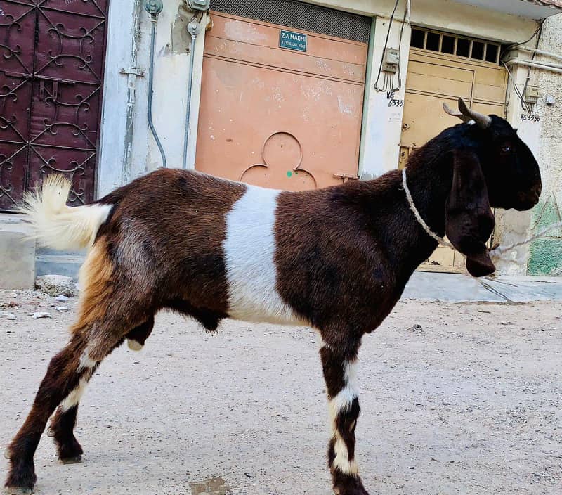 2dant bakra 4