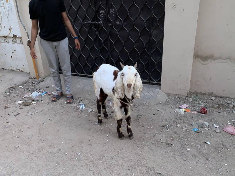 2dant bakra 5