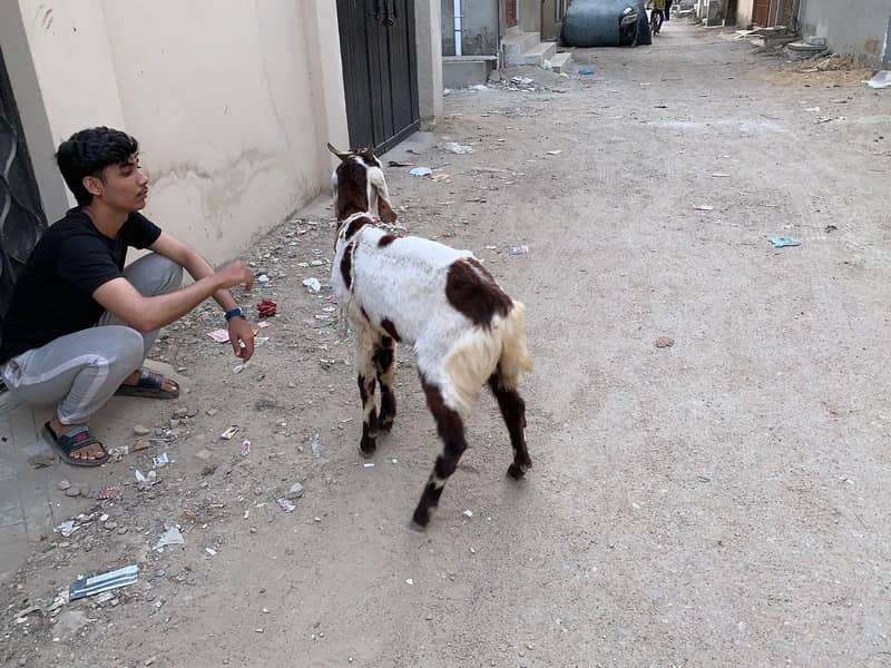 2dant bakra 6