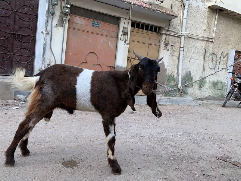 2dant bakra 7