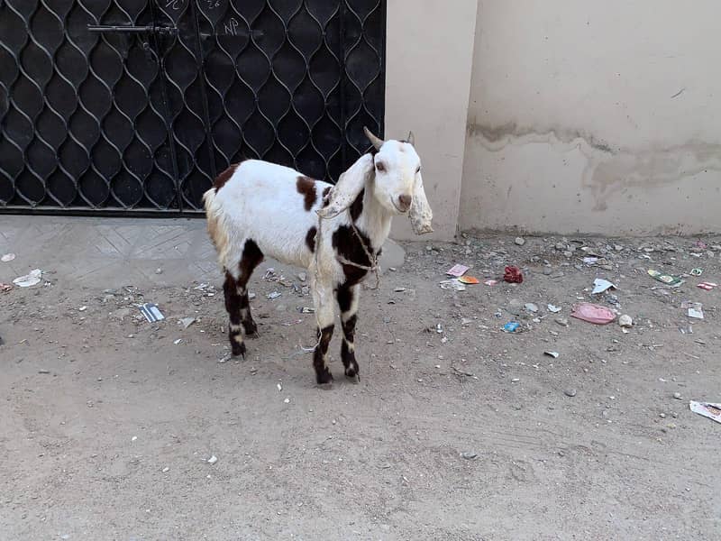 2dant bakra 8