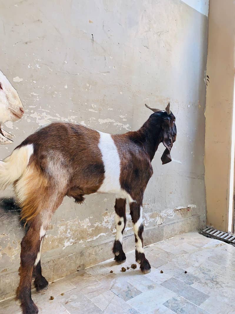 2dant bakra 9
