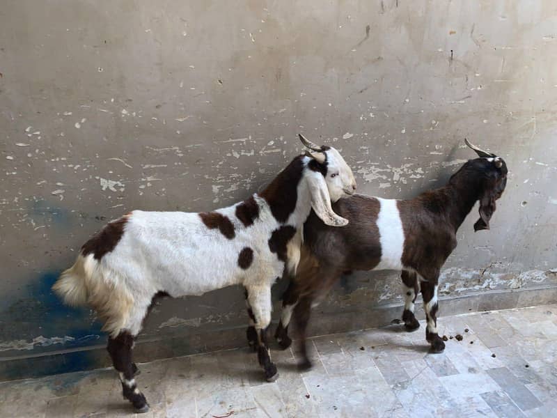 2dant bakra 10