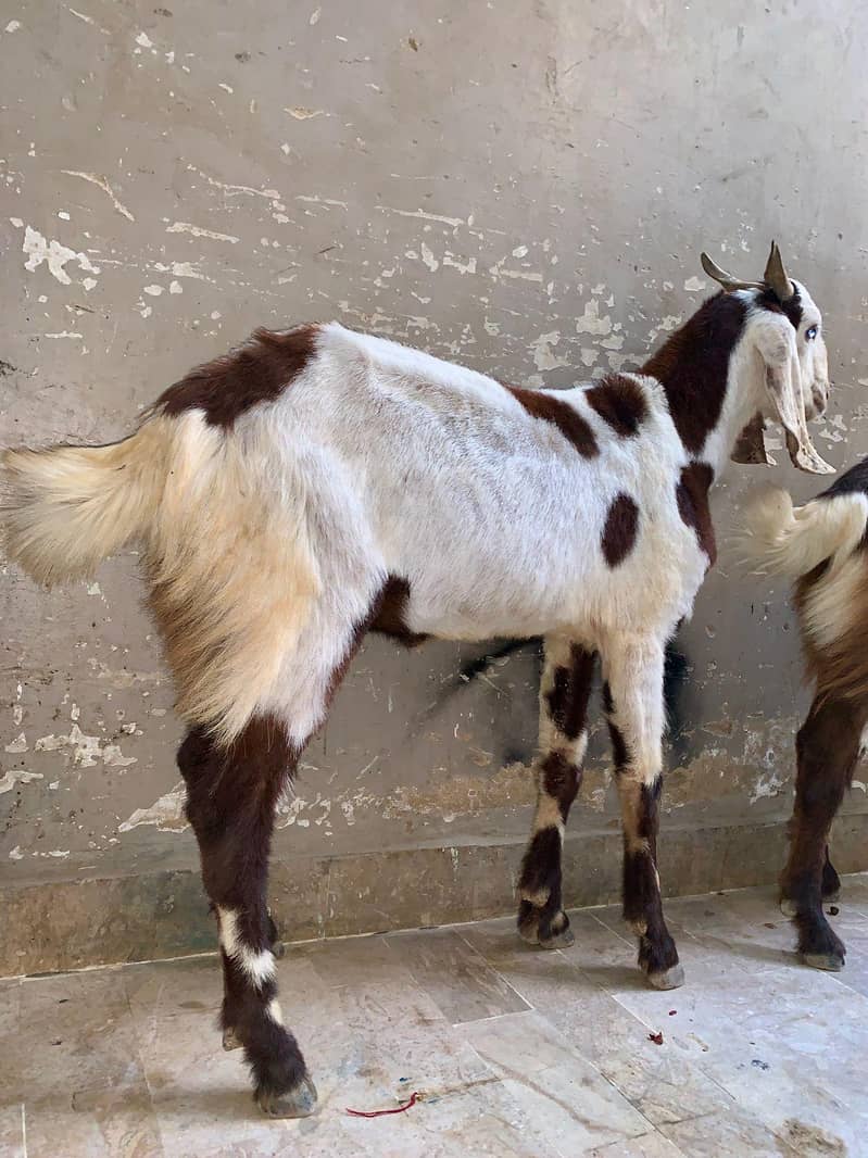 2dant bakra 11