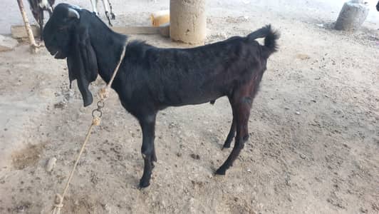 goat for sale