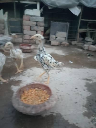 Jarman white Shamo chiks