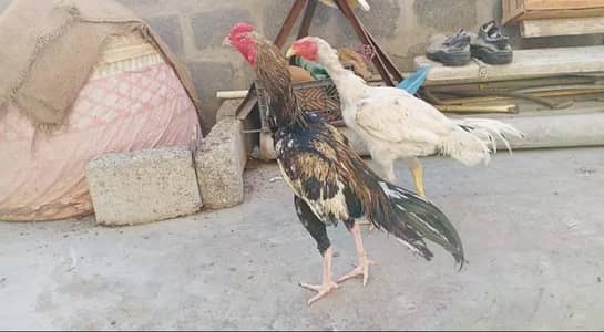 pure mianwali aseel sawa color