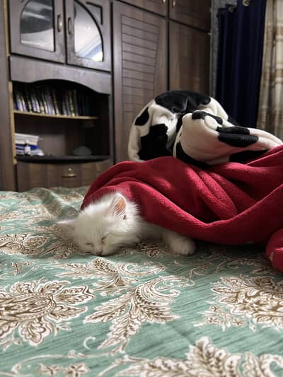 Healthy & Playful Domestic Cat – Friendly and Litter Trained