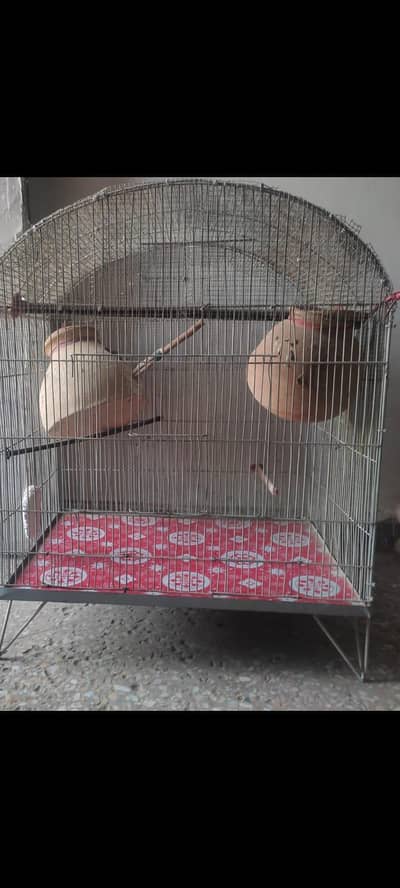 penjra for sale h