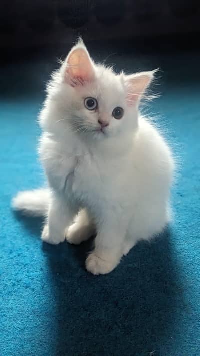 Persian kitten for sale