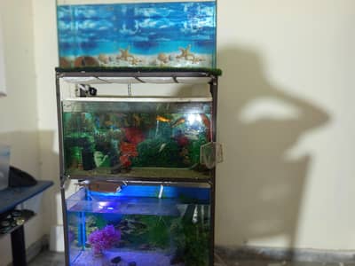 GuppyMolly FishShapamkin Goldfishes Polar Paroot FishOscar Fish