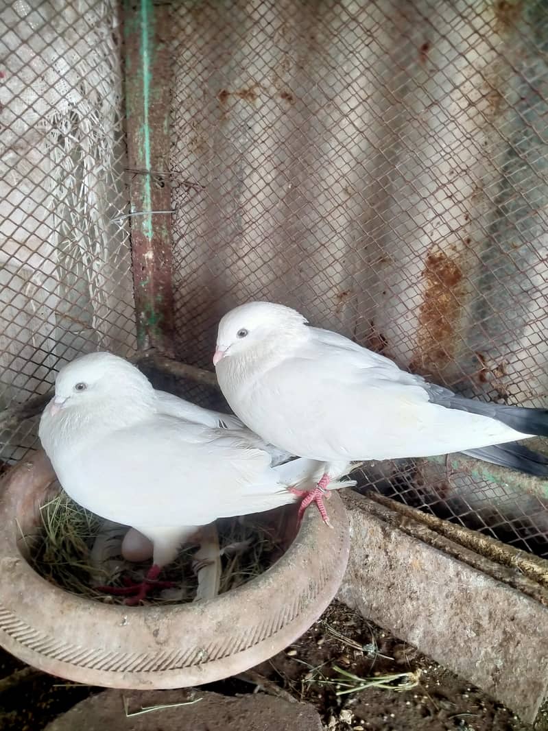 fancy pigeons 4