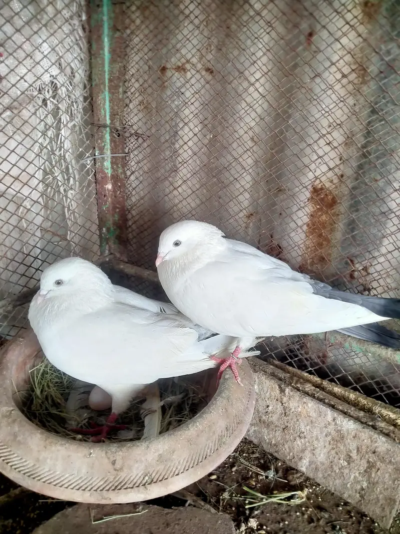 Indian Kaldumay