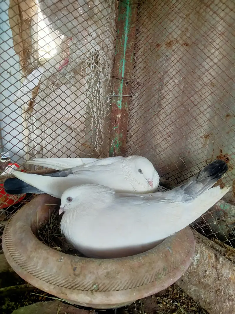 Indian Kaldumay — photo 2