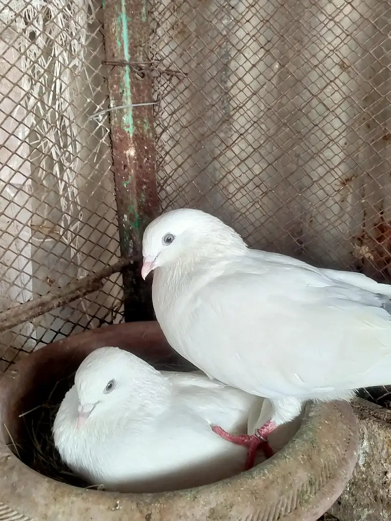 Indian Kaldumay — photo 3