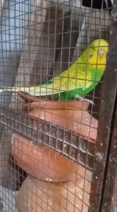 Under Exhibition Breeder Female