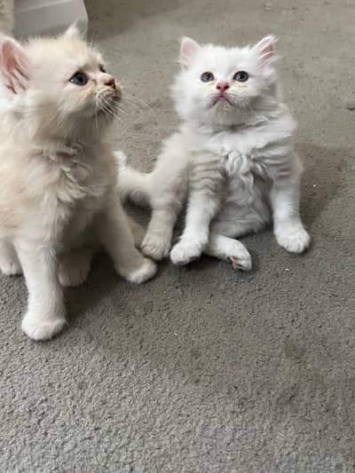 persian kittens| Doll face Kitten| Blue eye|Triple Coat |white kittens