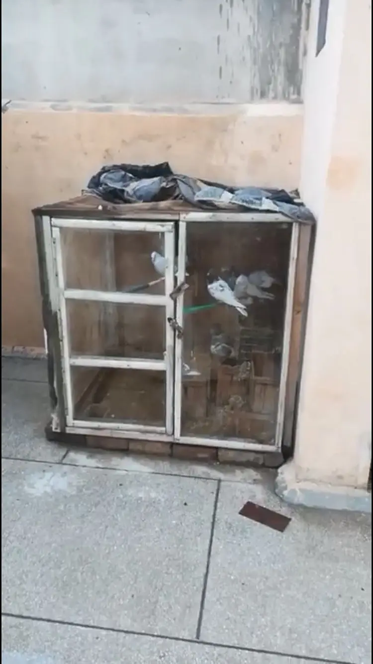 Cage for sale