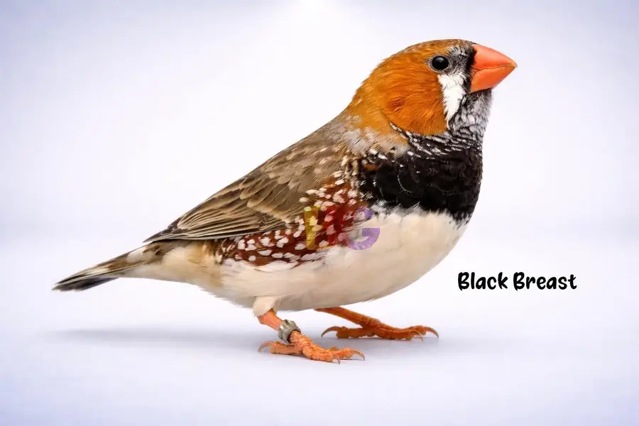 Finches King Size Mutation finches Black chested, penguine fawn