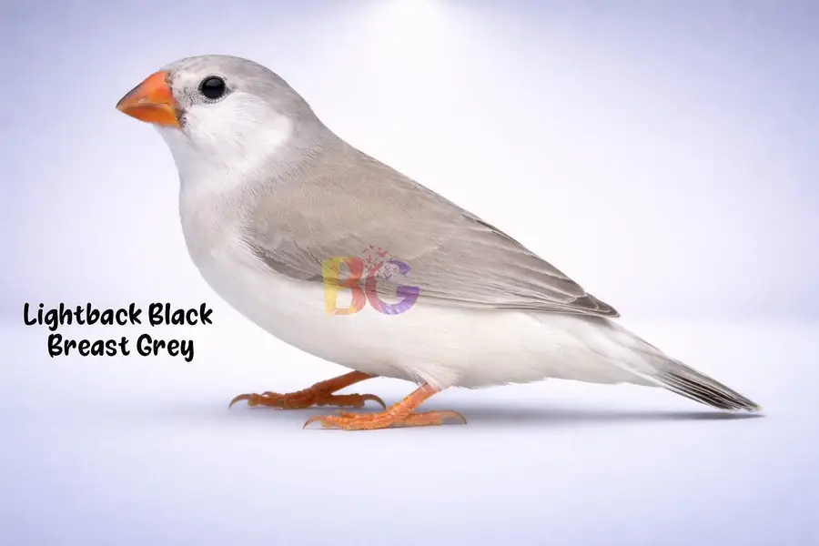 Finches King Size Mutation finches Black chested, penguine fawn — photo 3
