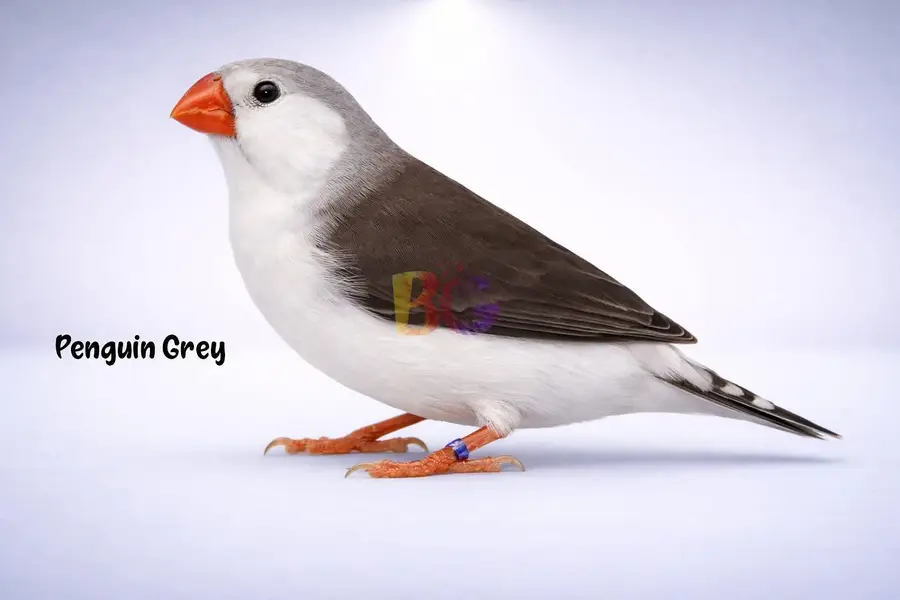 Finches King Size Mutation finches Black chested, penguine fawn — photo 4