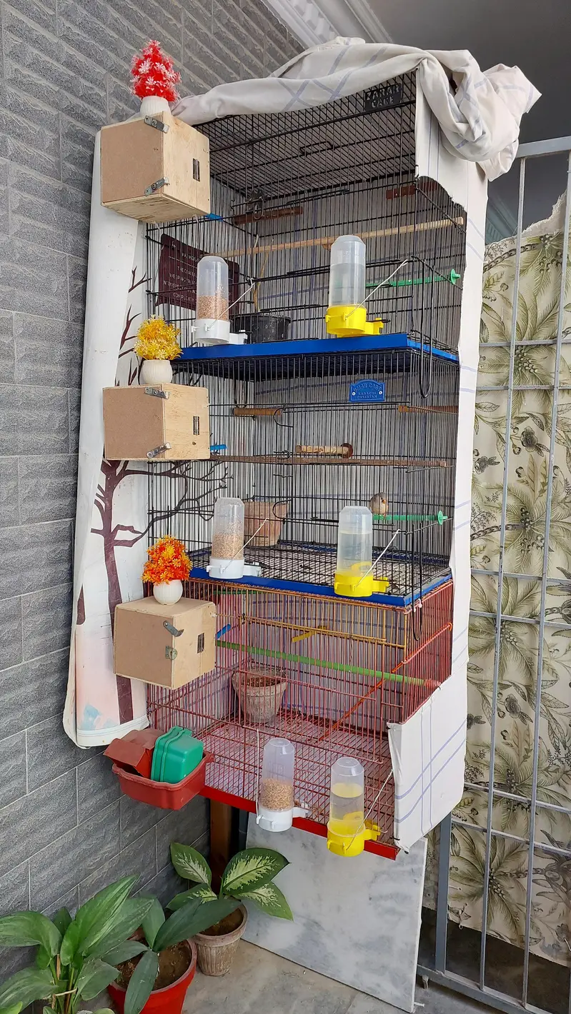 Finches King Size Mutation finches Black chested, penguine fawn — photo 5