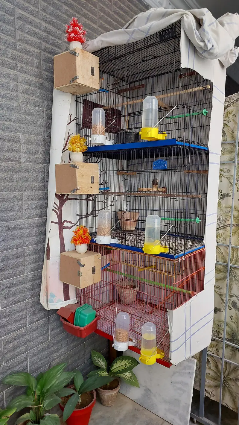 Finches King Size Mutation finches Black chested, penguine fawn — photo 6