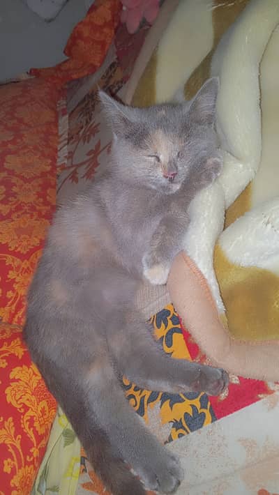 Double  coated female Persian Kitten for sale