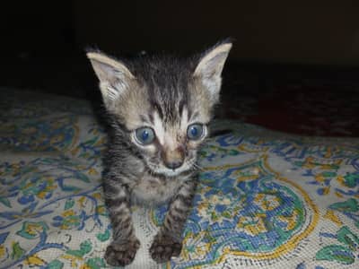 Pakistani cat for sale