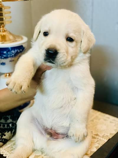 Female Purebred American labrador, Super active & healthy